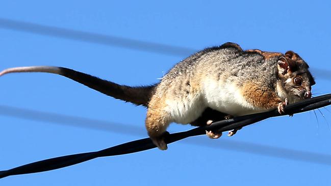 A mother ringtail Possum in Elanora Heights. Picture: John Grainger