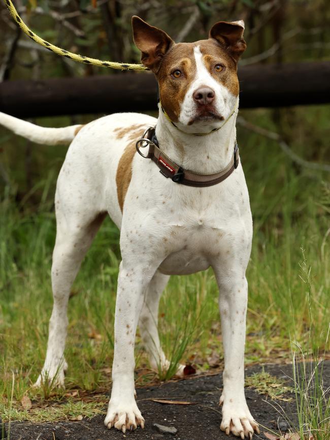 Ruby, Bull Arab, in care since 2021, Doggie Rescue. Picture: Jonathan Ng