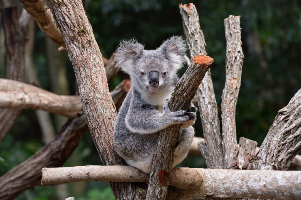 Queensland Zoo At Big Pineapple The Courier Mail