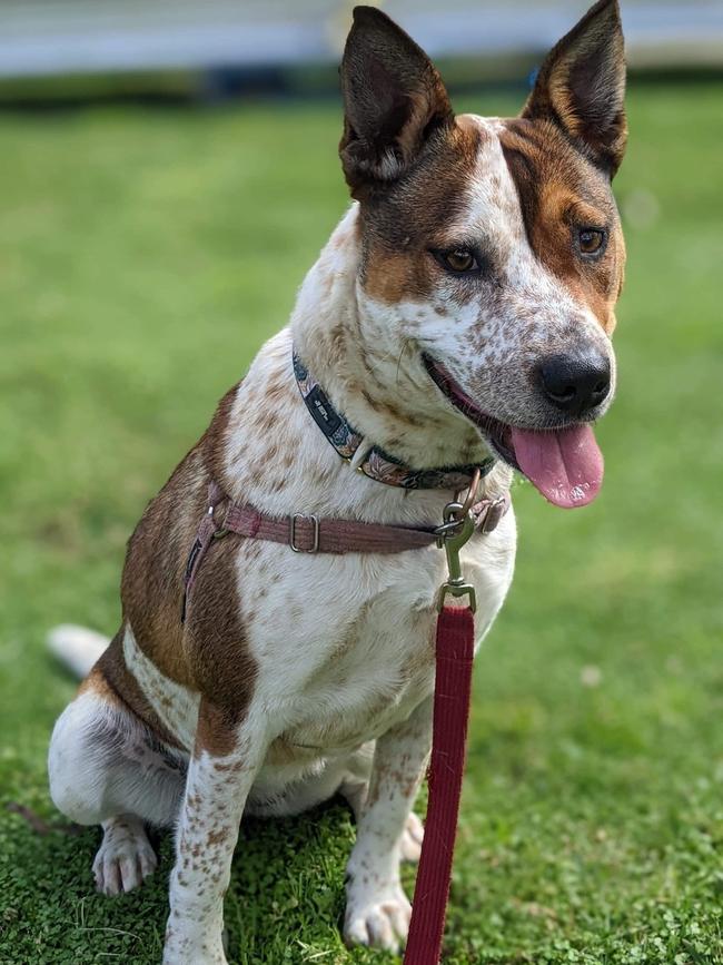 GEORGIE: Breed: Australian Cattledog, Age: 11 months, Sex: female