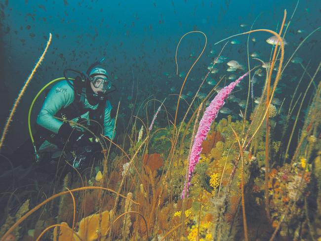 Maria Island, Cape Maurouard, a more isolated but spectacular dive on the SE side of Maria Island. Picture: James Parkinson.