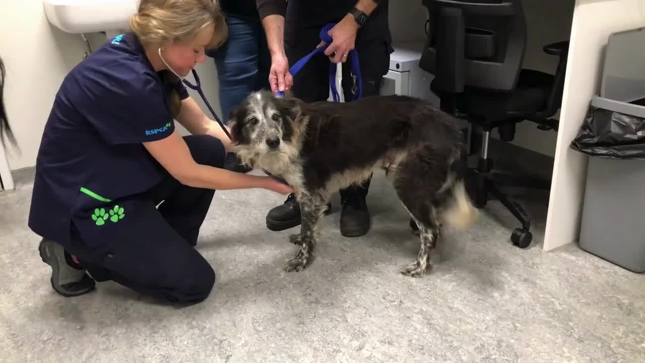 Middleton couple sentenced for starving dogs