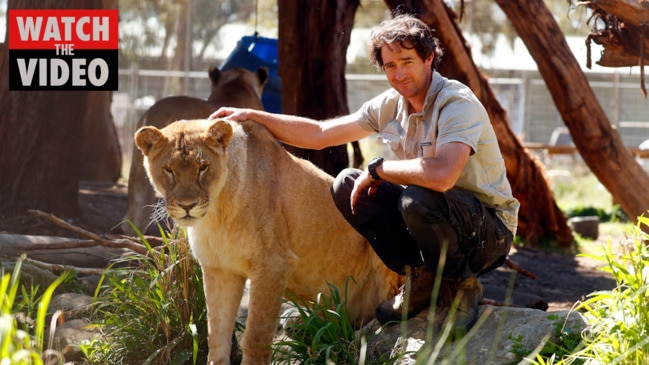 Stardust Circus lions find new home