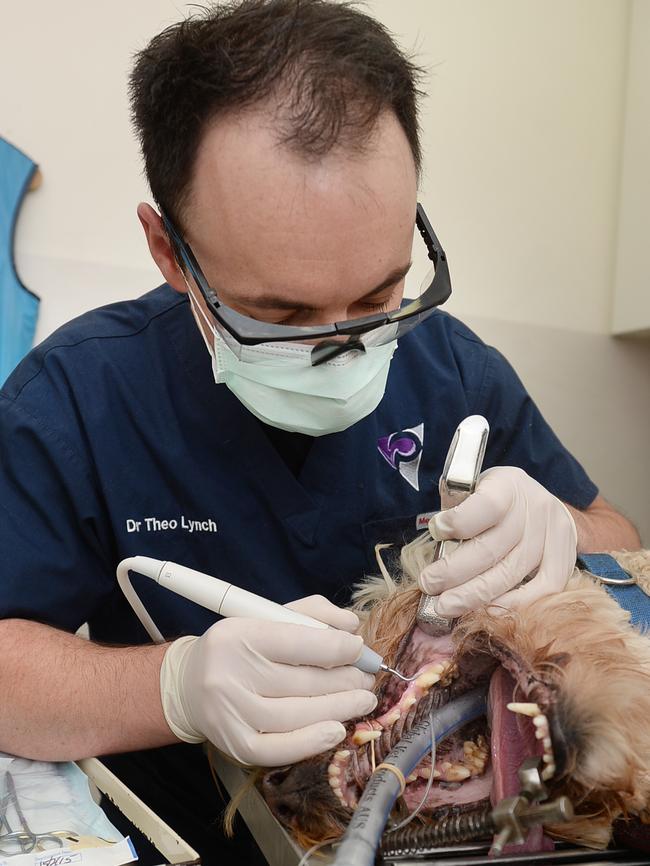 Dr Theo Lynch cleans a dog’s teeth. Picture: Susan Windmiller