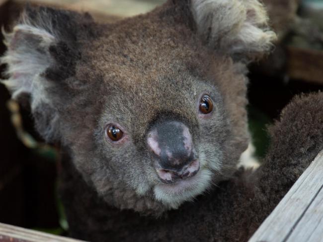 Supplied pic of injured Koalas rescued from the Mallacoota fires, arriving at Phillip Island Nature Park. Please credit: Phillip Island Nature Parks.