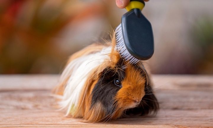 guinea pig food chart australia