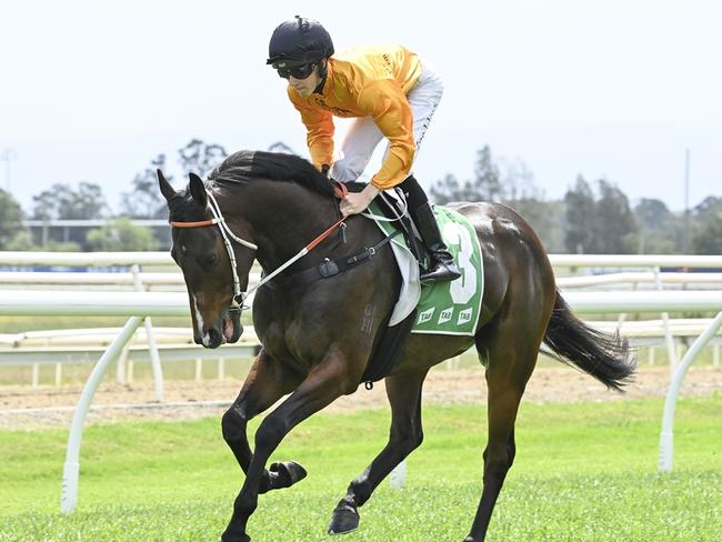 Altair I Am is well placed to break through for his first win at Kembla. Picture: Bradley Photos