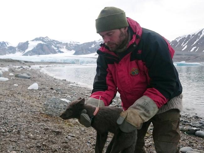 A polar fox is fitted with a satellite tracking collar in Krossfjorden, Svalbard, a Norwegian Arctic archipelago, on July 29, 2017, as part of research conducted by the Norwegian Polar Institute.  Norwegian researchers said Tuesday July 2, 2019, that this young female arctic fox, shown in this photo, has been tracked walking from northern Norway to Canadaâ€™s far north, a distance of 4,415 kilometers (2,737 miles), via Greenland in 76 days. (Elise Stroemseng/Norwegian Polar Institute via AP)