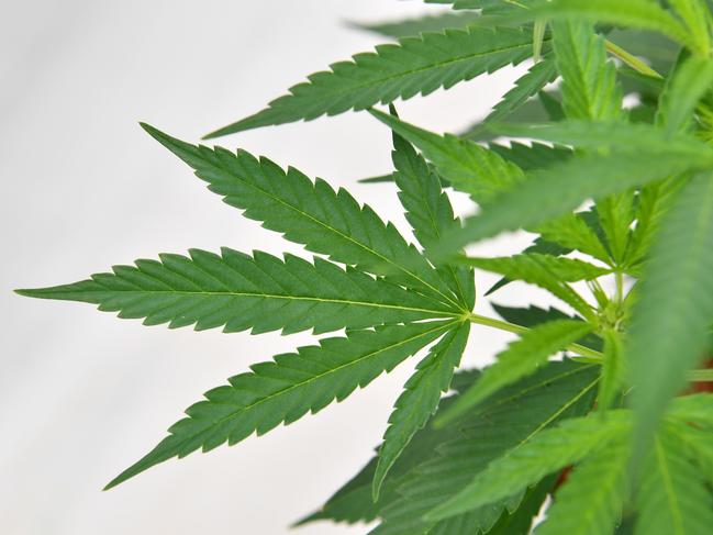 Cannabis plants growing at Medifarm on the Sunshine Coast, Tuesday, August 27, 2019. Federal Health Minister Greg Hunt opened Medifarm, which is Australia's first operational medical cannabis farm whose products will be used in the treatment of patients with conditions like epilepsy, chronic pain and multiple sclerosis. (AAP Image/Darren England) NO ARCHIVING