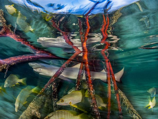 Lemon shark pups hide in the mangroves at high tide, awaiting safe, shallow waters to allow them to feed. Picture: Shane Gross