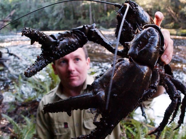 Todd Walsh with a giant freshwater crayfish at Black River on the state’s North-West Coast