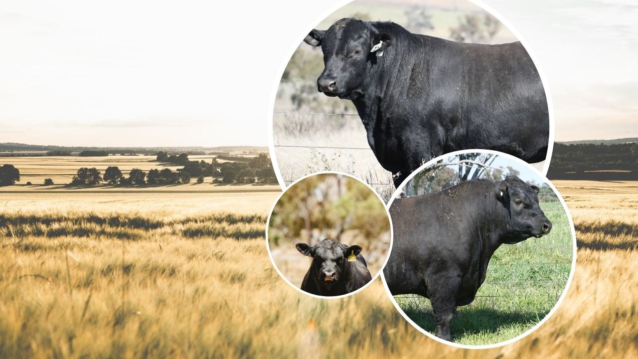 Top Angus Bulls 2025 Britte Federica