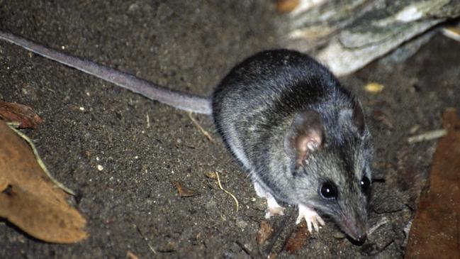 Kangaroo Island dunnart. Picture: Jody Gates.