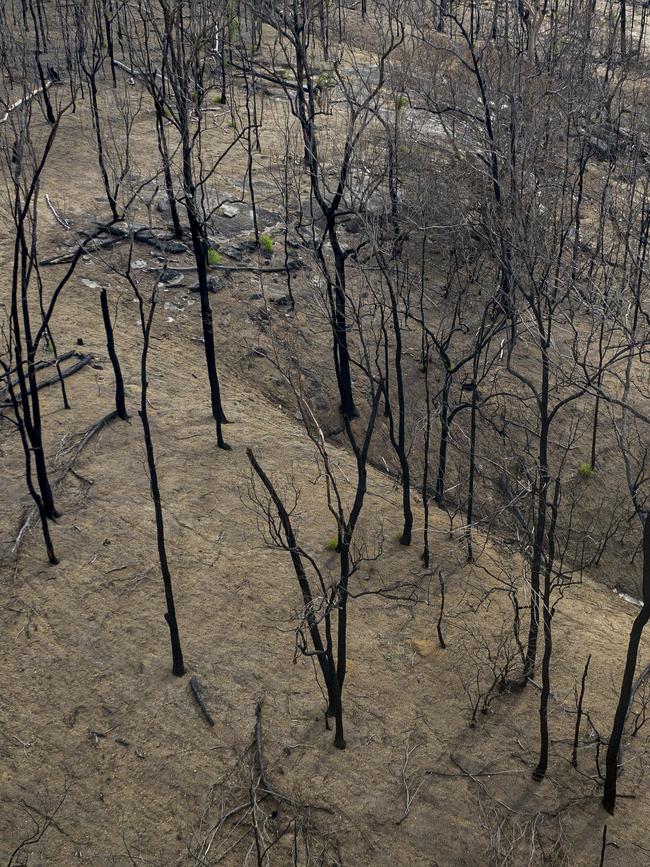 The bushfires have devastated millions of native animals. Picture: Getty