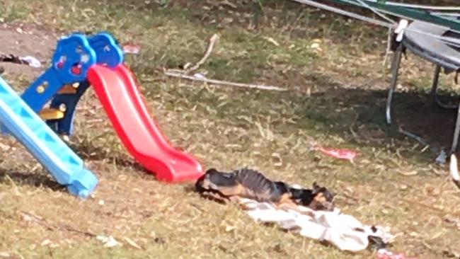 The sick dog in the back yard at a Marsden address before it was surrendered to an RSPCA officer.