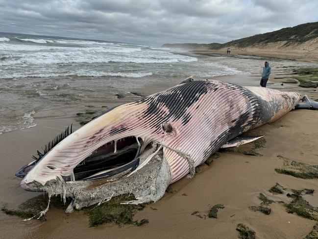 Beaches have been closed from Ocean Grove to Barwon Heads due shark sightings linked to a dead whale.