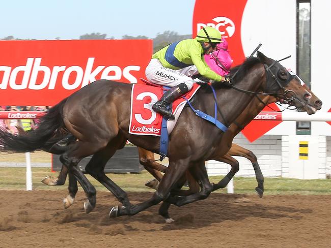 Ashy Boy (middle), ridden by Craig Newitt, won Wednesday's Devonport Cup by a nose to claim the crown for a second straight year. Picture: Bill Hayes