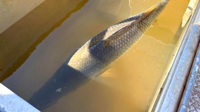 A hefty barra awaits tagging and release for Million Dollar Fish Season 9. Picture: Thijs Bors