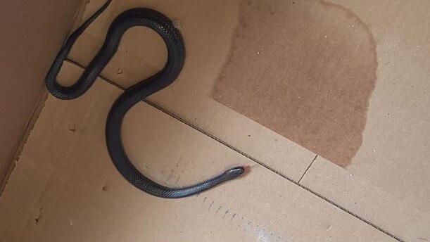 A flashback to when police found not one but two snakes inside a computer terminal. Picture: Queensland Police Service