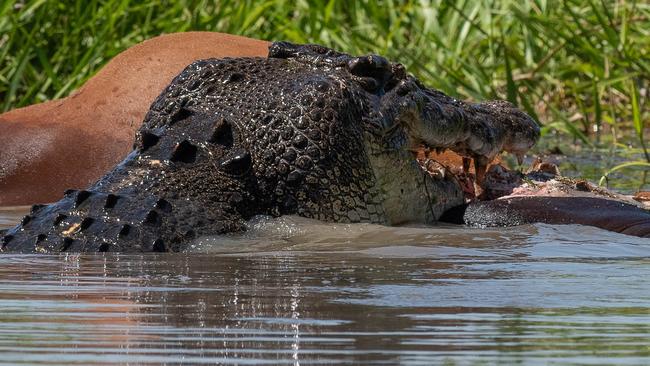 A croc chows down on a cow at the Corroboree Billabong last Wednesday. Picture: Michele Bain