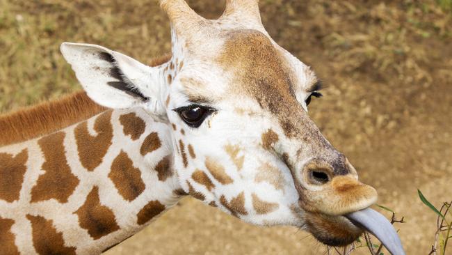 Taronga Zoo’s African Savannah precinct features roaming lions, fennec foxes, meerkats, giraffe and zebra, and it’s the first time lions have been on display since 2015. Picture: Jenny Evans/Getty Images.