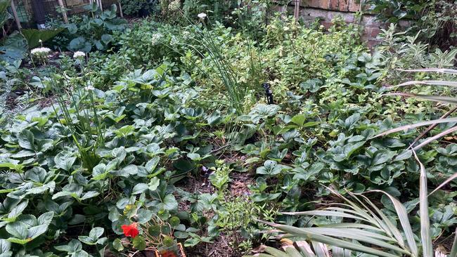 The Glass Cafe in Mittagong has a herb garden for fresh herbs on site.