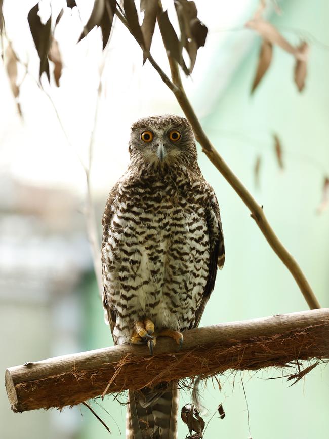 The park is known to be frequented by Powerful Owls.