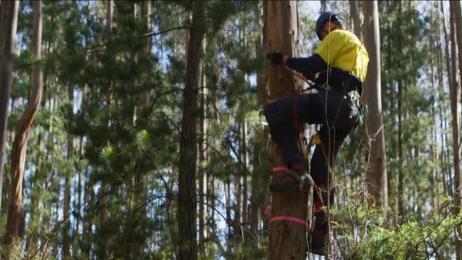 Workers climb the trees to check the koalas. Picture: supplied