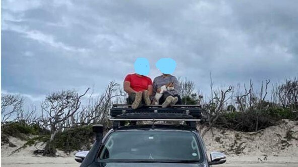 The same ginger cat photographed on Bribie. Photo: Contributed.