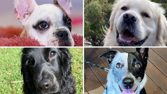 Vote now for SEQ's cutest dog