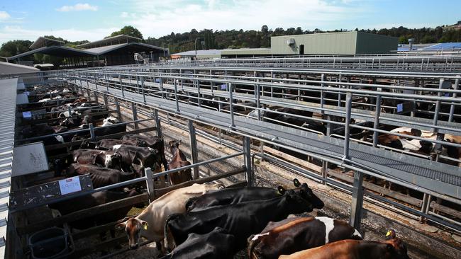 Herd dispersal at Warragul saleyardsPicture: ANDY ROGERS