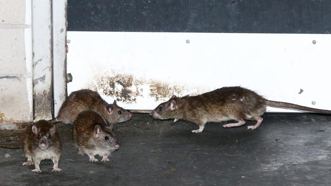 Control measures to address the north shore’s rat population have been placed in the spotlight.