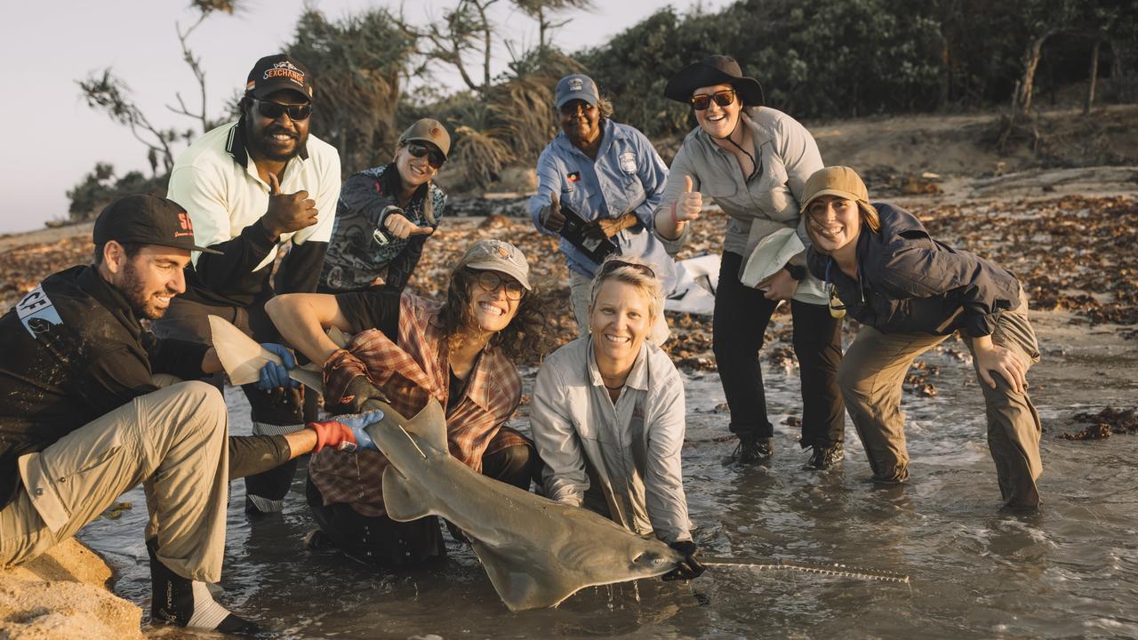 The SARA team with Lama Lama Land and Sea Rangers and SCF Australia catch, tag and release a green sawfish at Princess Charlotte Bay in Far North Queensland. Picture: Kieran Tunbridge