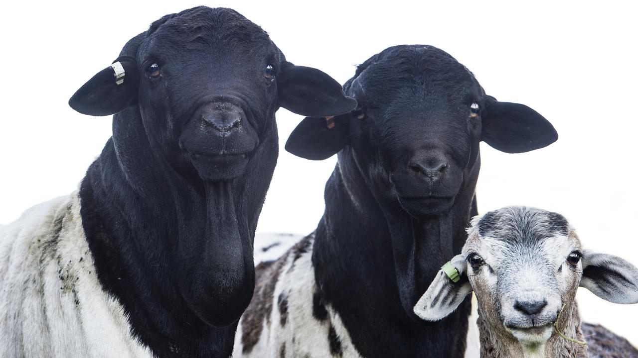 Rams are all smiles at Coolibah Persian Sheep Stud. Picture: Zoe Phillips