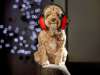 RSPCA’s tips to keep pets safe during NYE fireworks