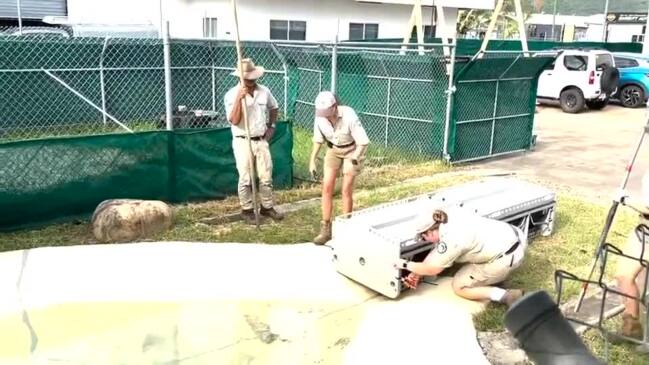 Large salt-water crocodile wrangled from cyclone floods