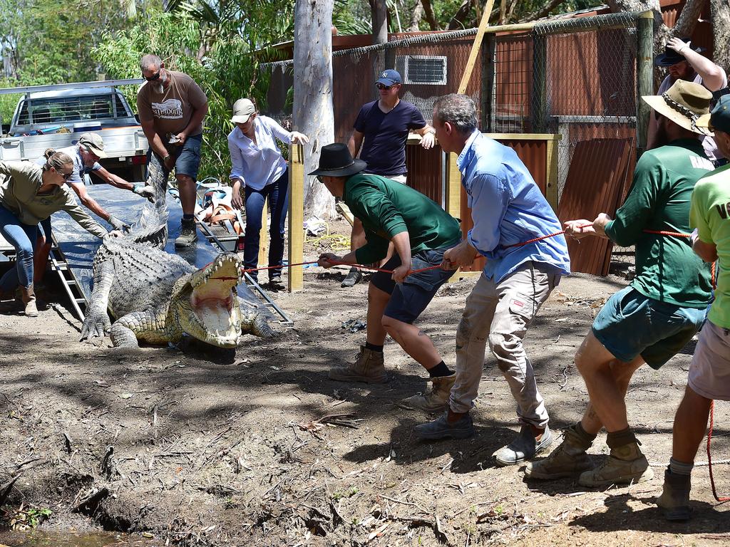 Billabong Sanctuary's new croc Krakatoa arrives to his new home. Picture: Shae Beplate.