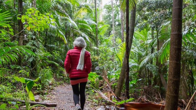 Hit one of several glorious rainforest trails at Mount Glorious.