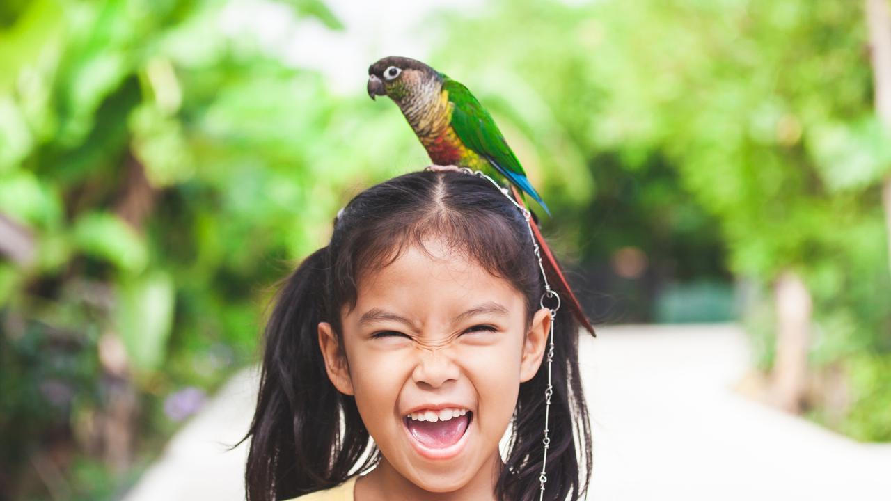 Beautiful little parrot birds standing on child head. Asian child girl play with her pet parrot bird