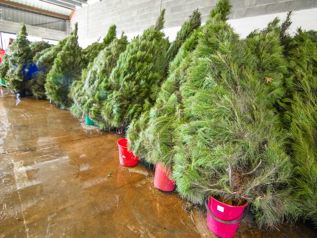 The Gold Coast Christmas Trees warehouse in Burleigh Heads. Picture: Nigel Hallett