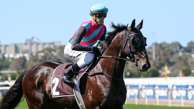 Antino heads to Sandown on Sunday as a hot favourite. Picture: George Sal/Racing Photos via Getty Images