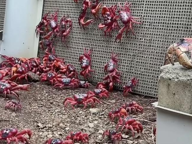 Locals say millions of crabs flooding through the area have just become part of living on the island. Source: Parks Australia