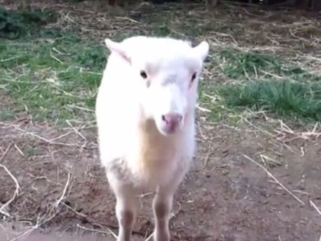 Centre of attention ... A scene from the Aussie Farms video.