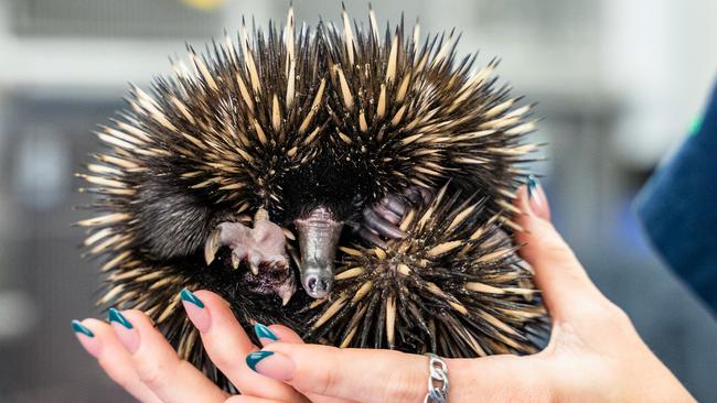 Sonic the echidna is being cared for at The Wildlife Hospital in Brisbane.