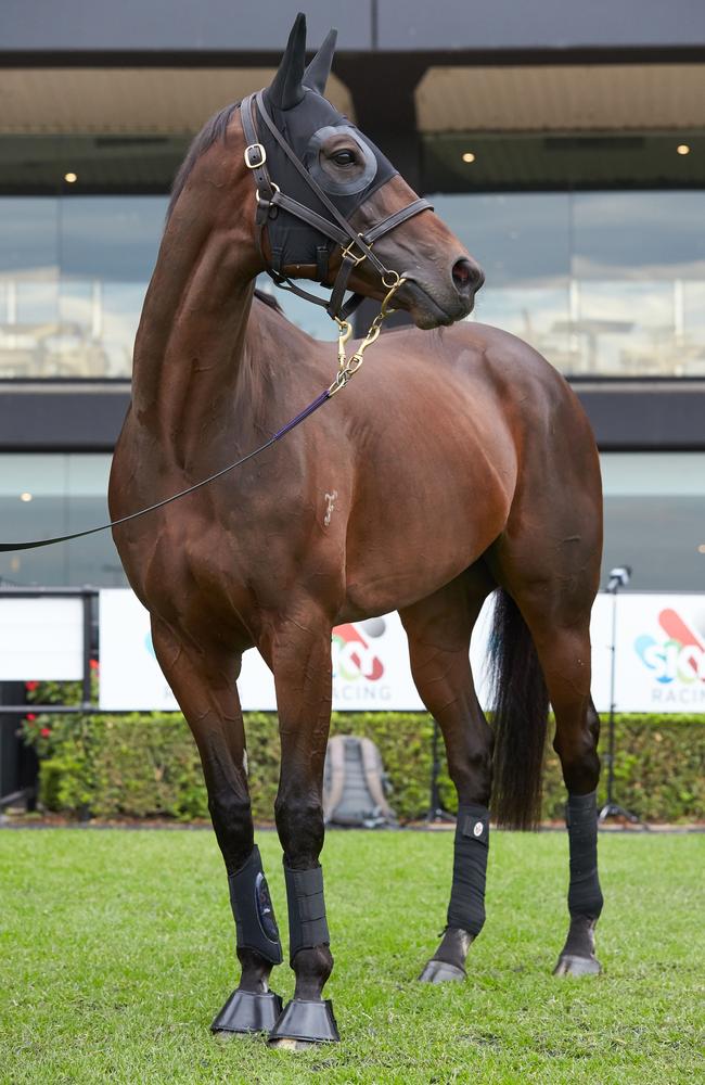 Winx a day after her historic final win at Randwick in April.