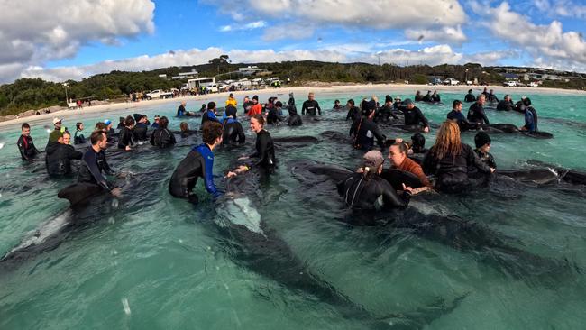 Volunteers and staff have helped in the major effort to keep the 45 surviving pilot whales alive more than a day after the mass stranding on Cheynes Beach. Picture: WA Department of Biodiversity, Conservation and Attraction.