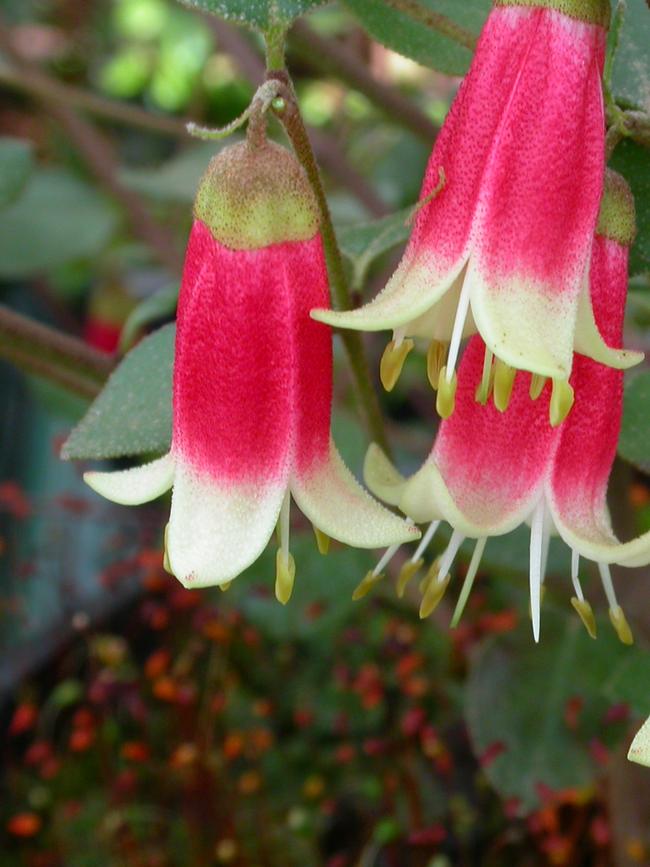 Canberra Bells