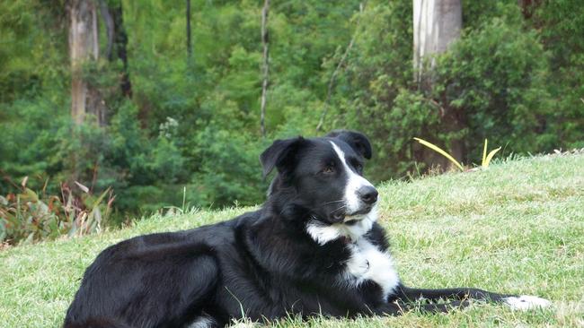 The Weekly Times Day of Dogs 2018. Kim Rycroft's New Zealand Border Collie Buddy is a proud, regal and gentle soul.
