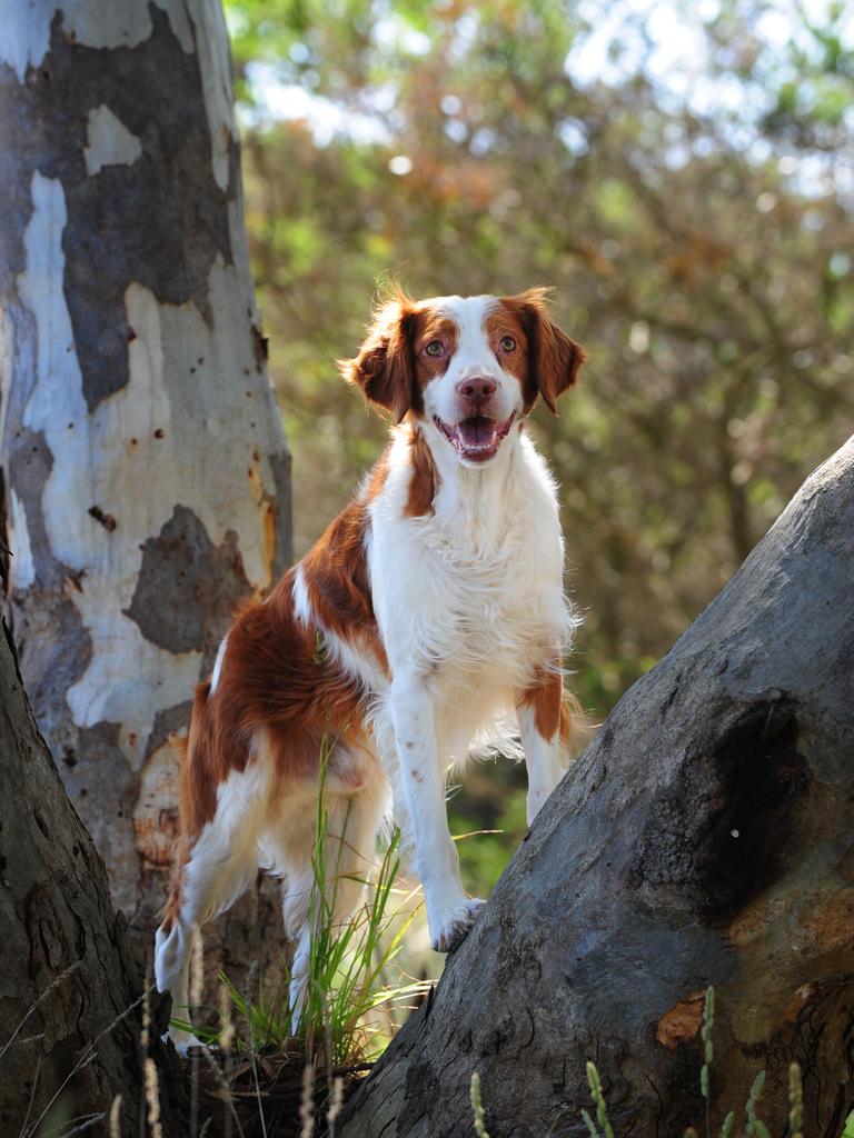 A rising favourite in the NT, the Chazer blends the boldness of a Chihuahua with the sturdy, loyal traits of a Mini Schnauzer. Small but full of character, it is ideal for those wanting a compact yet spirited companion. Picture: Supplied~