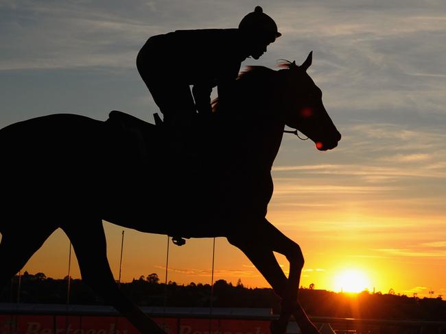 MELBOURNE, AUSTRALIA - OCTOBER 15: Michael Walker riding Criterion as the sun rises above the horizon during a trackwork session at Moonee Valley Racecourse on October 15, 2015 in Melbourne, Australia. (Photo by Vince Caligiuri/Getty Images)